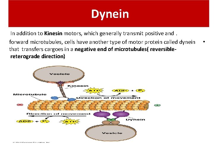 Dynein In addition to Kinesin motors, which generally transmit positive and. forward microtubules, cells