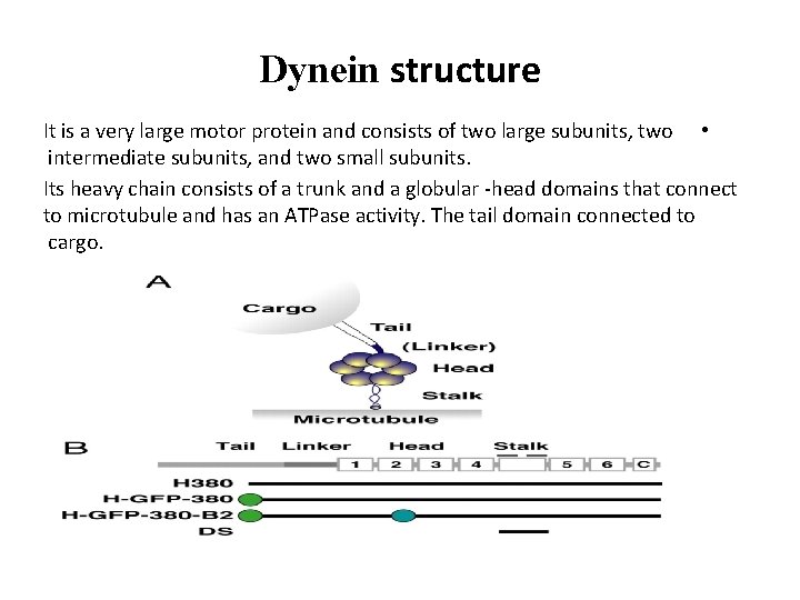 Dynein structure It is a very large motor protein and consists of two large