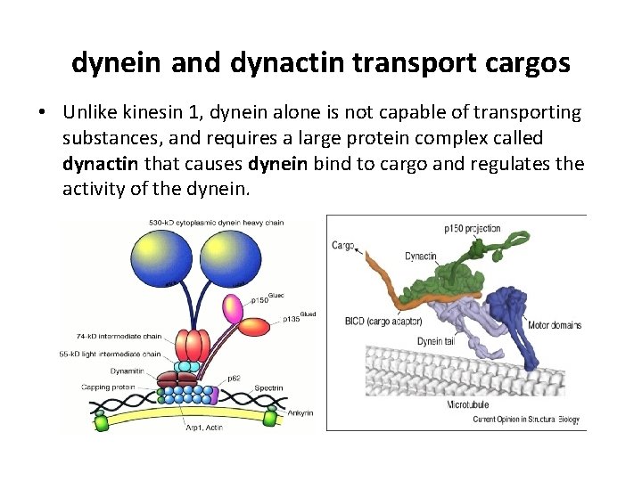 dynein and dynactin transport cargos • Unlike kinesin 1, dynein alone is not capable