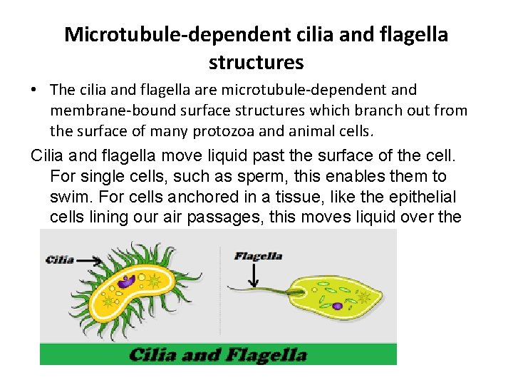 Microtubule-dependent cilia and flagella structures • The cilia and flagella are microtubule-dependent and membrane-bound