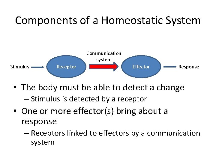 Components of a Homeostatic System Communication system Stimulus Receptor Effector Response • The body