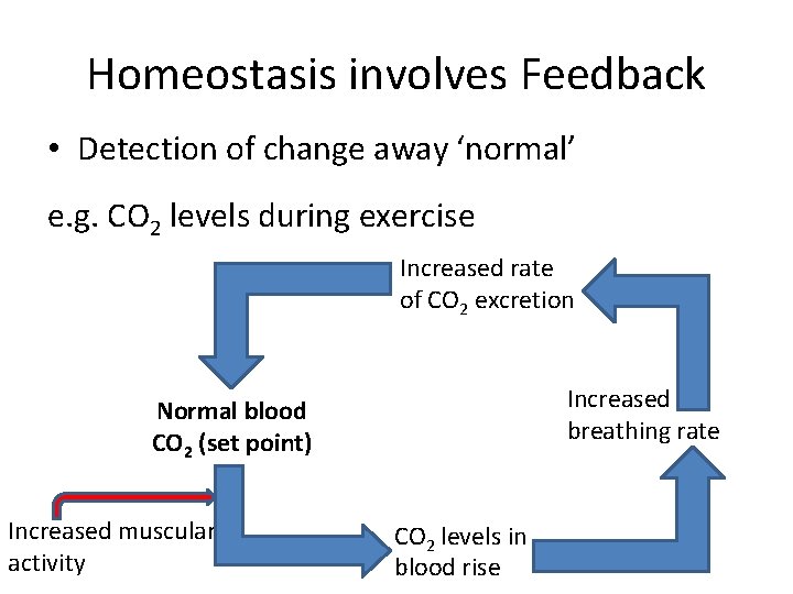 Homeostasis involves Feedback • Detection of change away ‘normal’ e. g. CO 2 levels