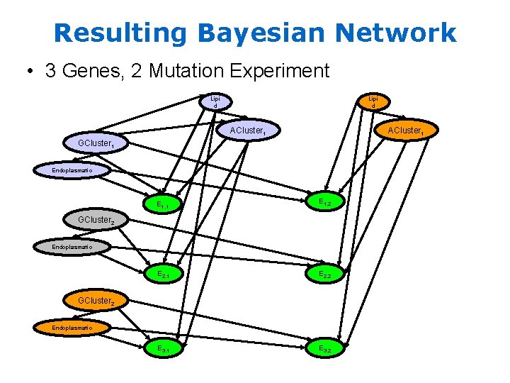 Resulting Bayesian Network • 3 Genes, 2 Mutation Experiment Lipi d ACluster 1 GCluster