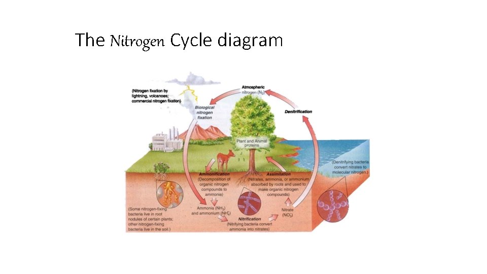 The Nitrogen Cycle diagram 