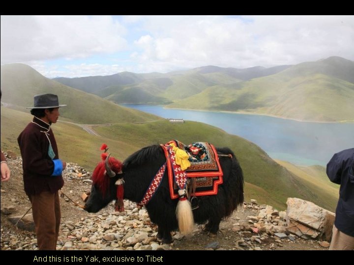 And this is the Yak, exclusive to Tibet And this is the Yak, exclusive to Tibet