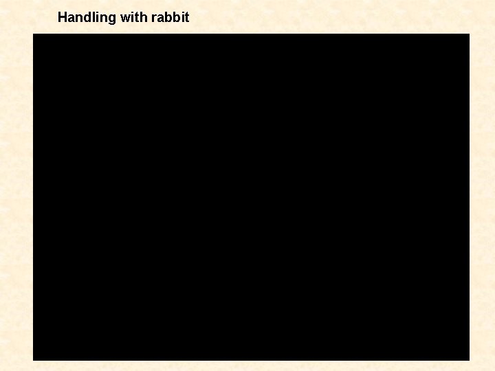 Handling with rabbit 