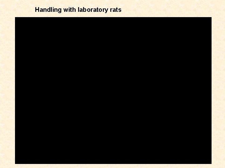 Handling with laboratory rats 