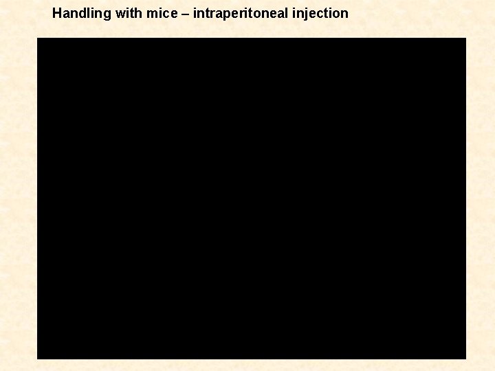 Handling with mice – intraperitoneal injection 