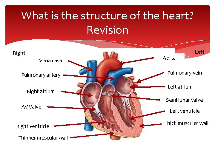 What is the structure of the heart? Revision Right Vena cava Pulmonary artery Right