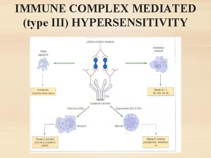 IMMUNE COMPLEX MEDIATED (type III) HYPERSENSITIVITY 