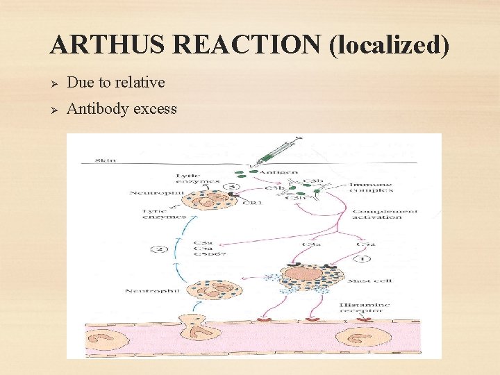 ARTHUS REACTION (localized) Ø Due to relative Ø Antibody excess 