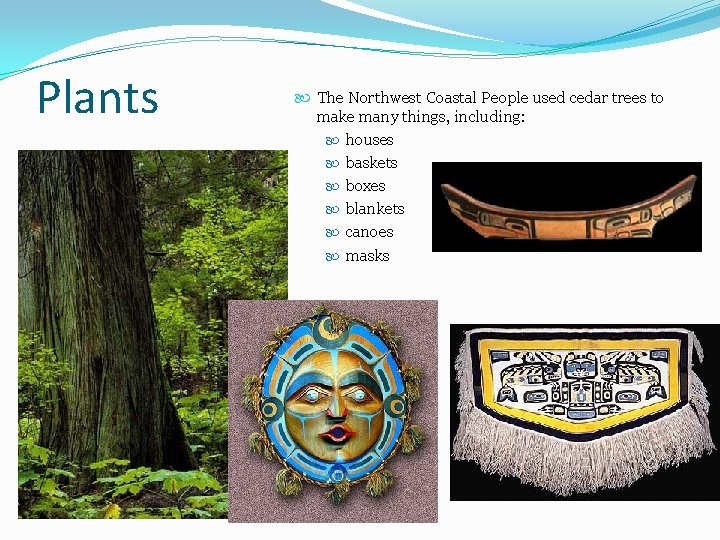 Plants The Northwest Coastal People used cedar trees to make many things, including: houses