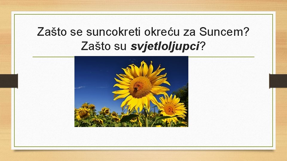 Zašto se suncokreti okreću za Suncem? Zašto su svjetloljupci? 