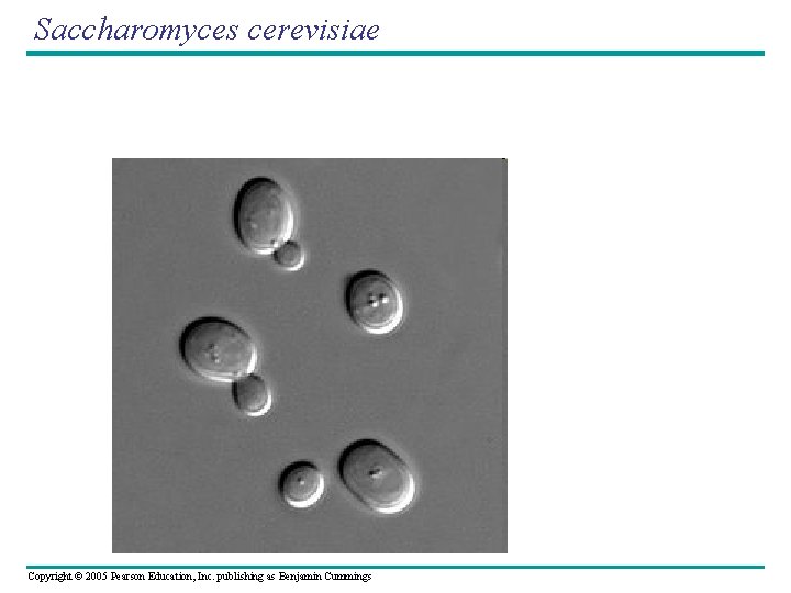 Saccharomyces cerevisiae Copyright © 2005 Pearson Education, Inc. publishing as Benjamin Cummings 