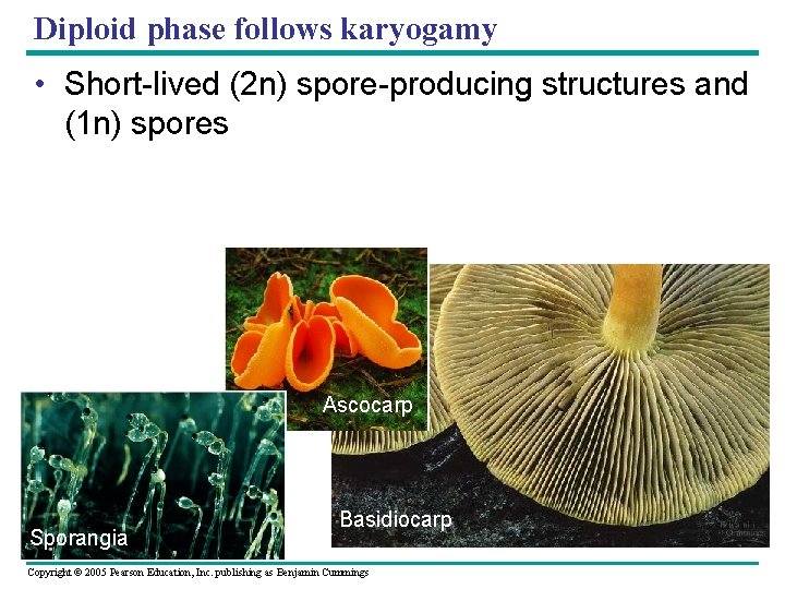 Diploid phase follows karyogamy • Short-lived (2 n) spore-producing structures and (1 n) spores