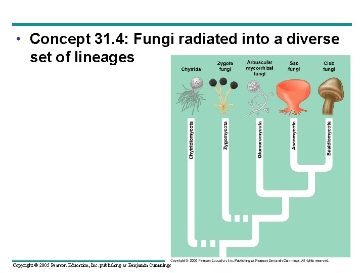  • Concept 31. 4: Fungi radiated into a diverse set of lineages Copyright