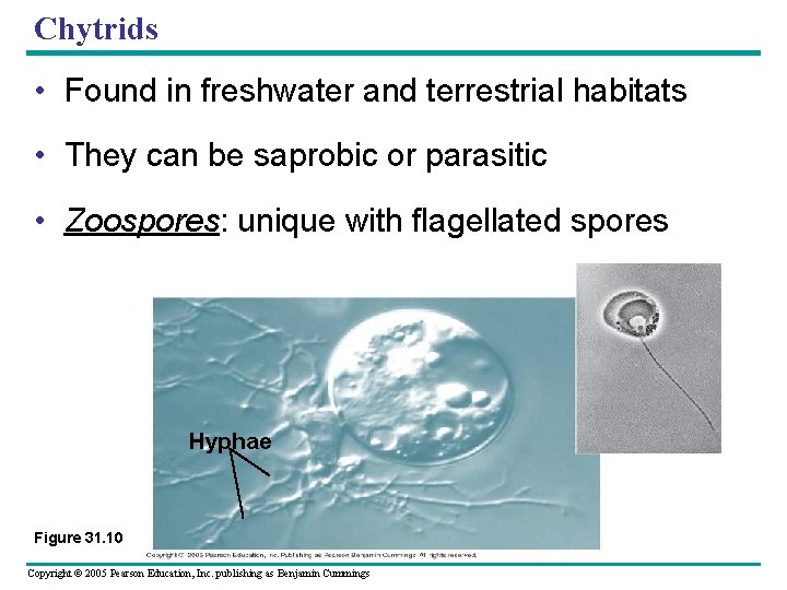 Chytrids • Found in freshwater and terrestrial habitats • They can be saprobic or