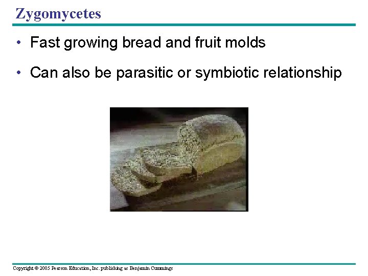 Zygomycetes • Fast growing bread and fruit molds • Can also be parasitic or