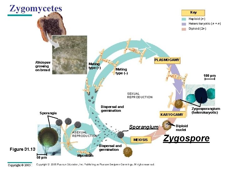 Zygomycetes Key Haploid (n) Heterokaryotic (n + n) Diploid (2 n) Rhizopus growing on