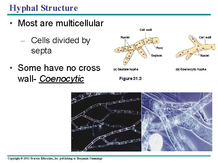 Hyphal Structure • Most are multicellular – Cells divided by septa • Some have