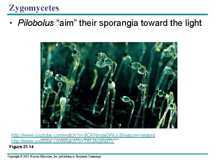 Zygomycetes • Pilobolus “aim” their sporangia toward the light http: //www. youtube. com/watch? v=9