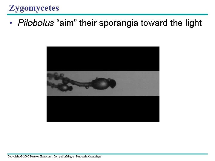 Zygomycetes • Pilobolus “aim” their sporangia toward the light Copyright © 2005 Pearson Education,