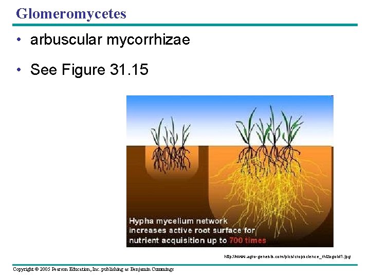 Glomeromycetes • arbuscular mycorrhizae • See Figure 31. 15 http: //www. agro-genesis. com/pics/cropscience_rhizogold 1.