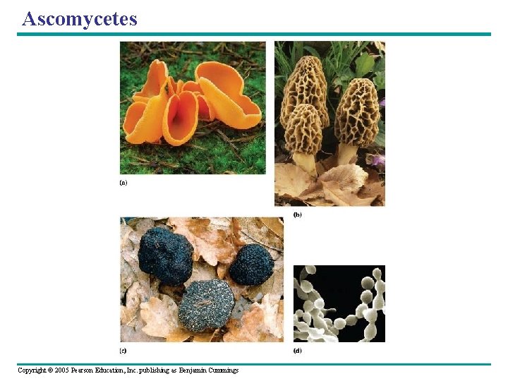 Ascomycetes Copyright © 2005 Pearson Education, Inc. publishing as Benjamin Cummings 
