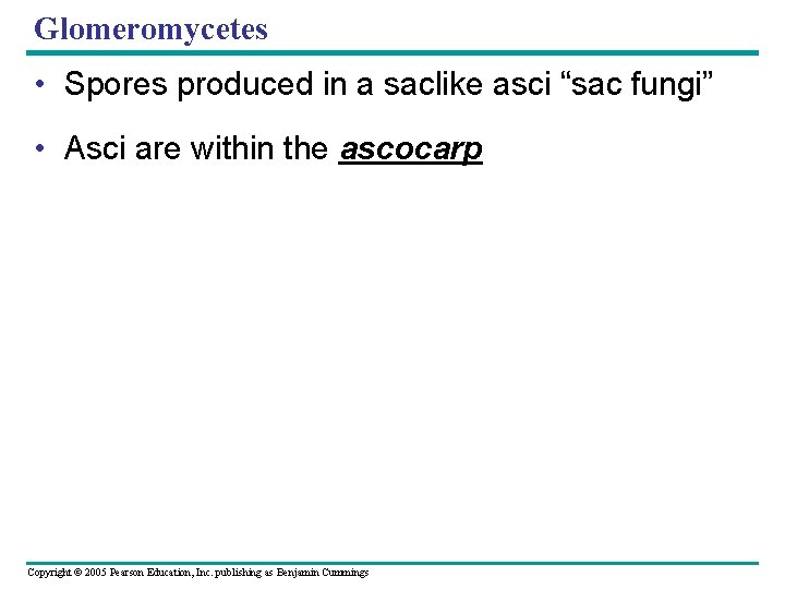 Glomeromycetes • Spores produced in a saclike asci “sac fungi” • Asci are within