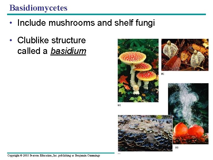 Basidiomycetes • Include mushrooms and shelf fungi • Clublike structure called a basidium Copyright