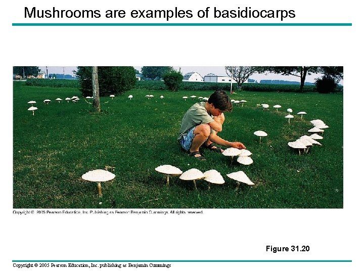 Mushrooms are examples of basidiocarps Figure 31. 20 Copyright © 2005 Pearson Education, Inc.