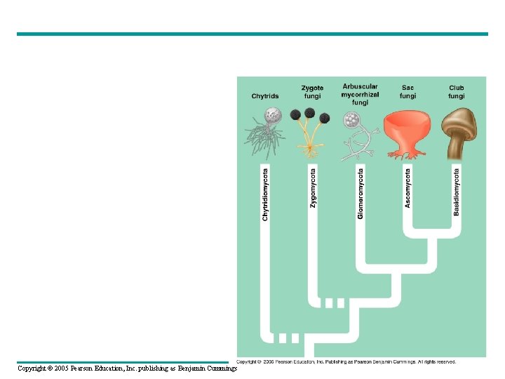 Copyright © 2005 Pearson Education, Inc. publishing as Benjamin Cummings 