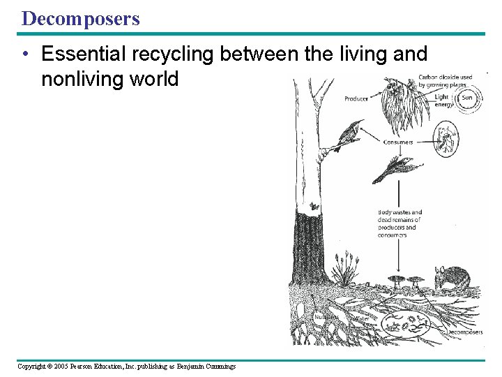 Decomposers • Essential recycling between the living and nonliving world Copyright © 2005 Pearson