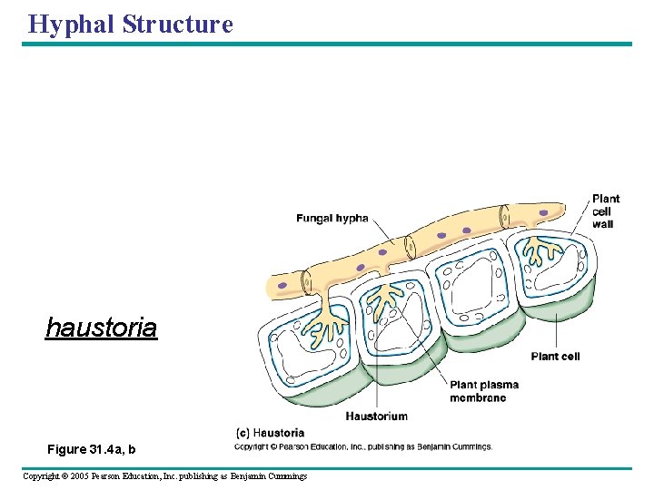 Hyphal Structure haustoria Figure 31. 4 a, b Copyright © 2005 Pearson Education, Inc.
