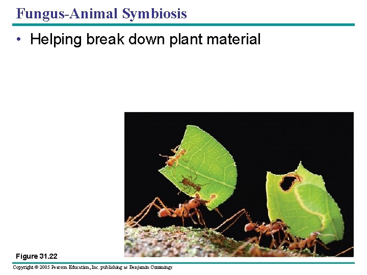 Fungus-Animal Symbiosis • Helping break down plant material Figure 31. 22 Copyright © 2005