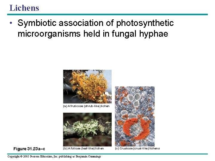 Lichens • Symbiotic association of photosynthetic microorganisms held in fungal hyphae (a) A fruticose
