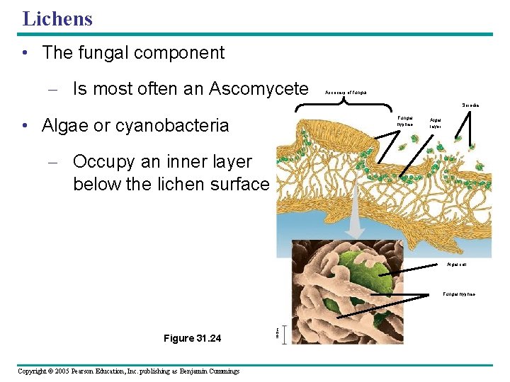 Lichens • The fungal component – Is most often an Ascomycete Ascocarp of fungus