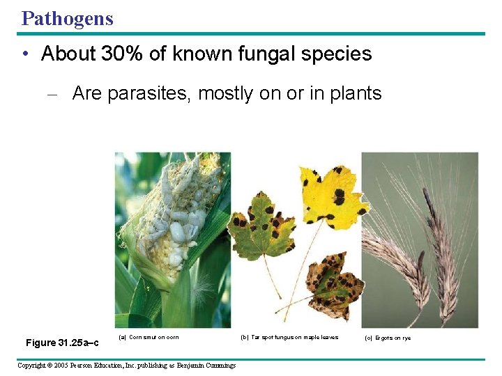 Pathogens • About 30% of known fungal species – Are parasites, mostly on or