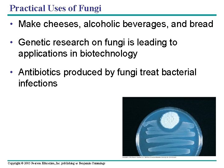 Body Structure The morphology of multicellular fungi Enhances Biology Diagrams