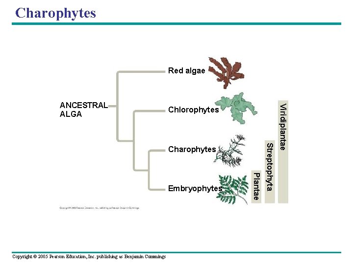 Charophytes Red algae Chlorophytes Copyright © 2005 Pearson Education, Inc. publishing as Benjamin Cummings