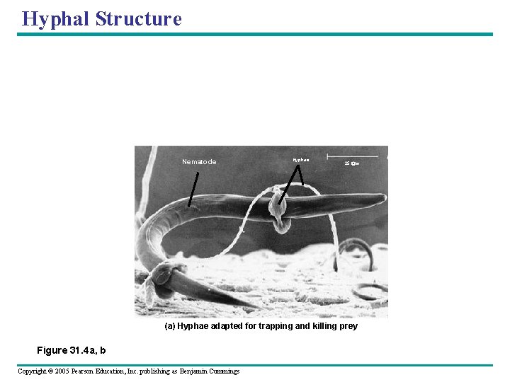 Hyphal Structure Nematode Hyphae 25 m (a) Hyphae adapted for trapping and killing prey