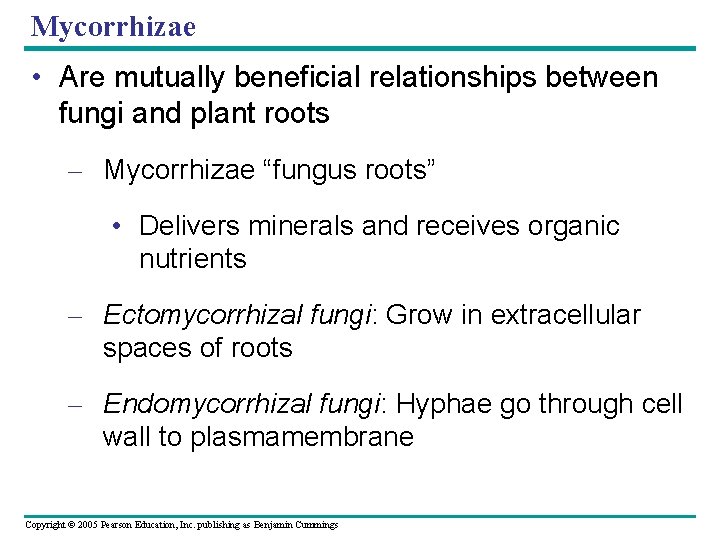 Mycorrhizae • Are mutually beneficial relationships between fungi and plant roots – Mycorrhizae “fungus