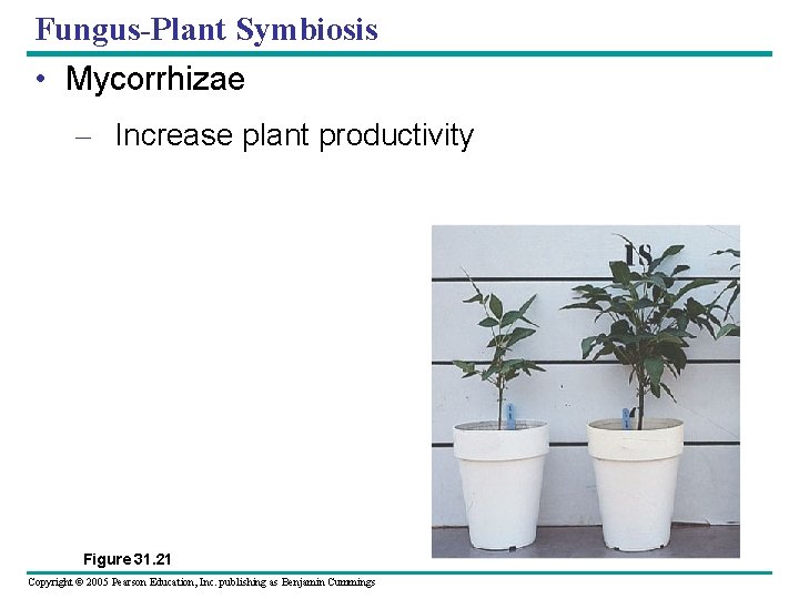 Fungus-Plant Symbiosis • Mycorrhizae – Increase plant productivity RESULTS Figure 31. 21 Copyright ©