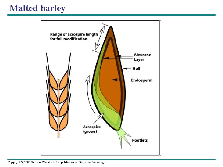 Malted barley Copyright © 2005 Pearson Education, Inc. publishing as Benjamin Cummings 