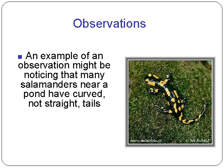 Observations An example of an observation might be noticing that many salamanders near a