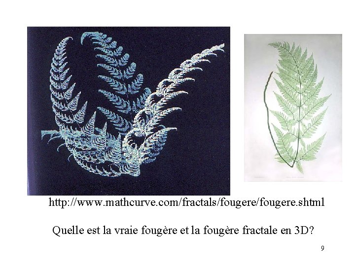 http: //www. mathcurve. com/fractals/fougere. shtml Quelle est la vraie fougère et la fougère fractale