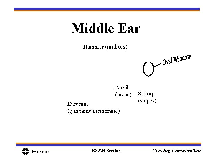 Middle Ear Hammer (malleus) Anvil (incus) Eardrum (tympanic membrane) ES&H Section Stirrup (stapes) Hearing