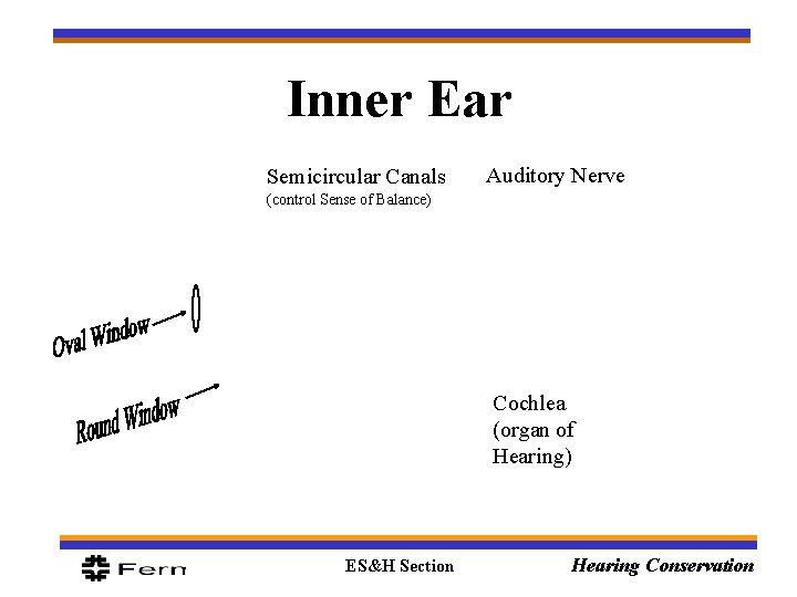 Inner Ear Semicircular Canals Auditory Nerve (control Sense of Balance) Cochlea (organ of Hearing)