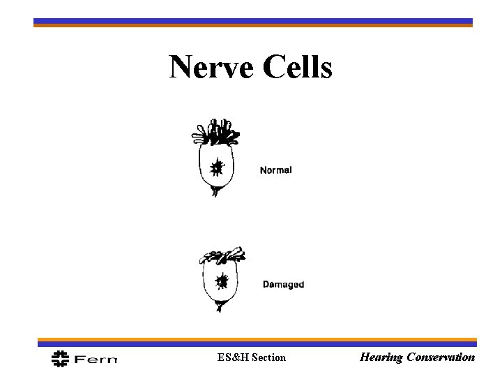 Nerve Cells ES&H Section Hearing Conservation 