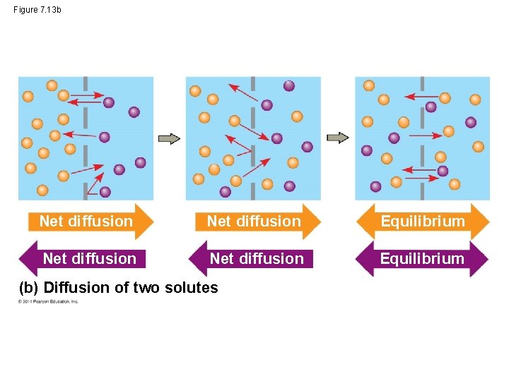 Figure 7. 13 b Net diffusion Equilibrium (b) Diffusion of two solutes 